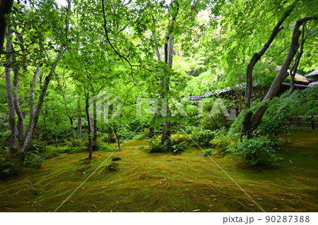 青もみじと苔に包まれた京都市奥嵯峨の祇王寺庭園が美しい 90287388