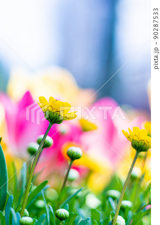 黄色い小花とぷっくりつぼみ　 90287533