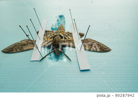 pinned tomato hornworm moth with wings spread on a foam board pinned tomato hornworm moth with wings spread on a foam board 90287942