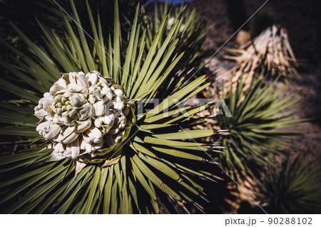 Flowering bloom of a Yucca brevifolia at Joshua Tree National Park in California, USA 90288102
