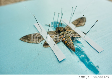 pinned tomato hornworm moth with wings spread on a foam board 90288125