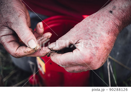caucasian hands putting a worm on a hook to use as live bait caucasian hands putting a worm on a hook to use as live bait 90288126