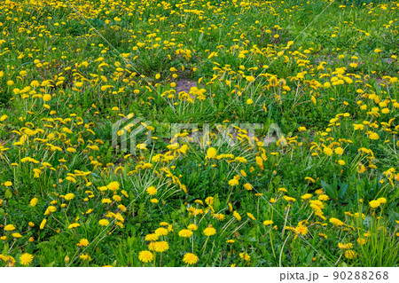 yellow dandelion field at sunny day - full-frame background yellow dandelion field at sunny day - full-frame background 90288268