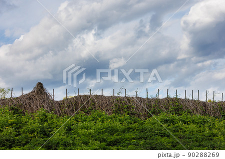 rustic fence entwined with dry wild grapes with cloudy sky in the background and and thickets of nettles in the foreground 90288269