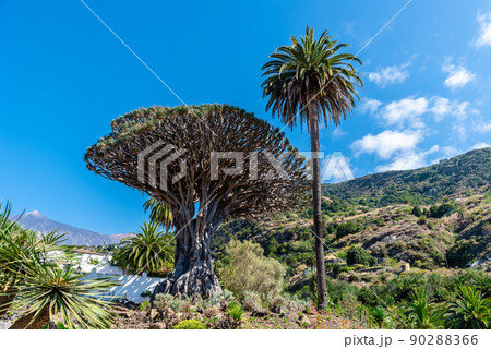 Drago Milenario tree in Icod de los Vinos in Tenerife 90288366