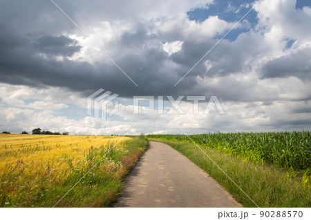 a path in the landscape - a road leading to the horizon between two fields a path in the landscape - a road leading to the horizon between two fields 90288570