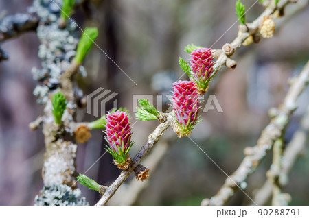 Spring Blossom Larch. Red buds on a coniferous tree. 90288791