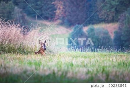 one young roe deer lying in the grass in the meadow 90288841