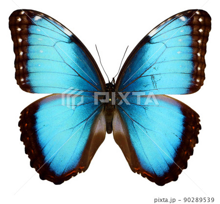 Butterfly isolated on wtite. Big blue iridescent butterfly Morpho peleides isolated on white. Collection butterflies. Morphidae. Tropical butterfly. Lepidoptera. Entomology  90289539