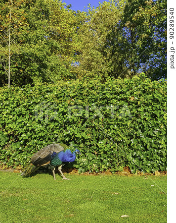Peacock - male Indian or green peafowl 90289540