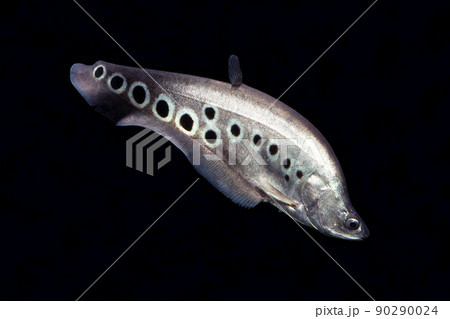 スポッテッドナイフフィッシュ　黒バック 90290024