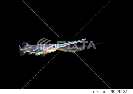 ヘラチョウザメ ヘラチョウザメの幼魚 黒バック ヘラチョウザメ ヘラチョウザメの幼魚 黒バック 90290029