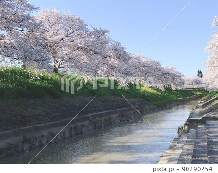 桜並木 河原 桜並木 河原 90290254