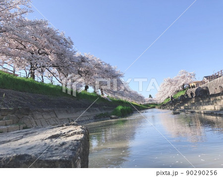 桜　河原 90290256