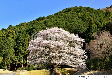 竹原地区の茶畑と淡墨桜 90290436