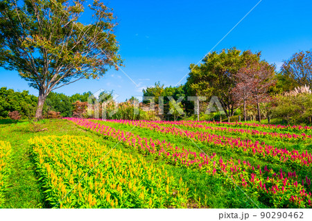 馬見丘陵公園のケイトウ 馬見丘陵公園のケイトウ 90290462