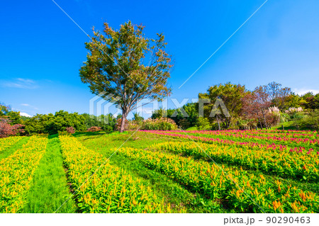 馬見丘陵公園のケイトウ 90290463