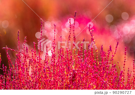 紅葉したコキアのクローズアップ 90290727