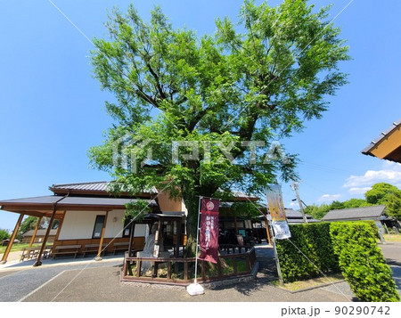 出水麓武家屋敷群 いずみ麓歴史館 周辺風景 新緑の頃 鹿児島県 出水麓武家屋敷群 いずみ麓歴史館 周辺風景 新緑の頃 鹿児島県 90290742