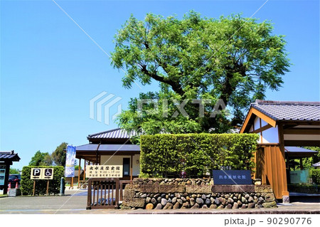 出水麓武家屋敷群 いずみ麓歴史館 周辺風景 新緑の頃 鹿児島県 出水麓武家屋敷群 いずみ麓歴史館 周辺風景 新緑の頃 鹿児島県 90290776