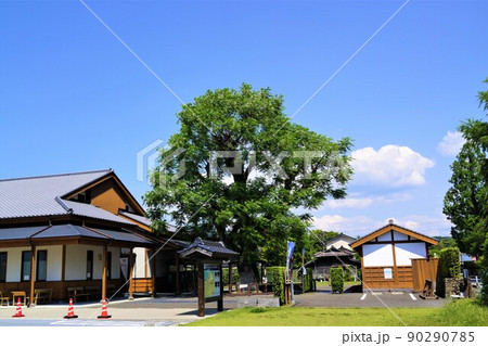 出水麓武家屋敷群 いずみ麓歴史館 周辺風景 新緑の頃 鹿児島県 出水麓武家屋敷群 いずみ麓歴史館 周辺風景 新緑の頃 鹿児島県 90290785