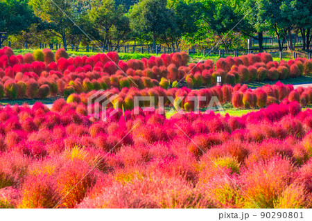 馬見丘陵公園のコキア紅葉 馬見丘陵公園のコキア紅葉 90290801