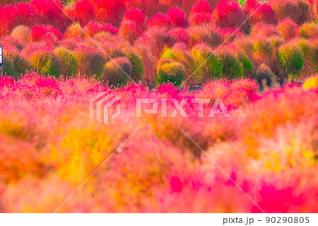 馬見丘陵公園のコキア紅葉 90290805