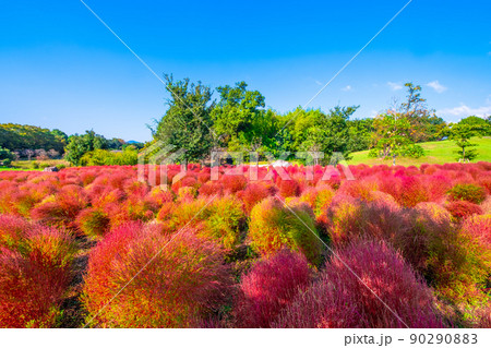 馬見丘陵公園のコキアの紅葉 90290883