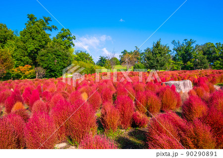 馬見丘陵公園のコキアの紅葉 90290891