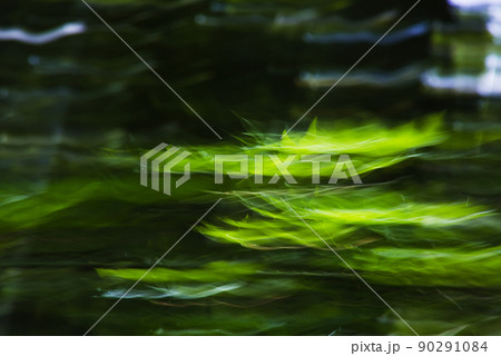 もみじの若葉をブラして写す 90291084