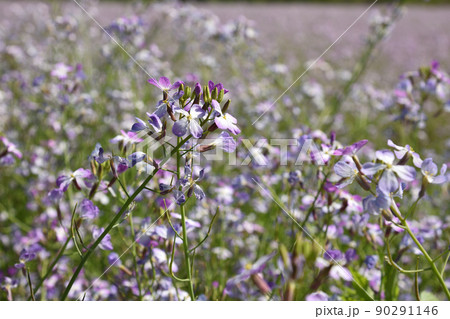 アザキ大根の花 アザキ大根の花 90291146