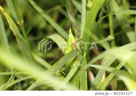 クビキリギス 90291327