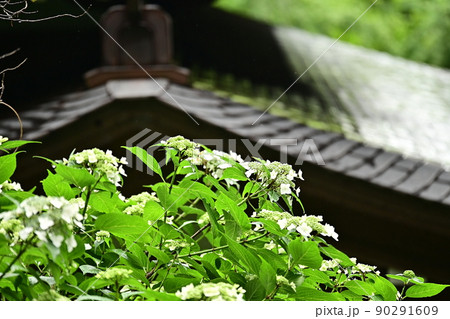 雨に濡れたお堂の屋根と咲き始めた紫陽花　雨に濡れ輝くお堂の屋根 90291609