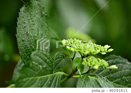 雨に濡れた紫陽花と生き生きとした緑の葉　雨降る花壇の一角 90291611