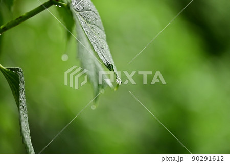 雨に濡れ、滴を湛える紫陽花の葉　美しい緑の世界　新緑の季節 90291612