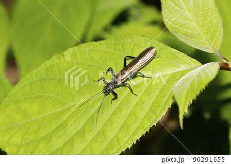 カワゲラ 90291655