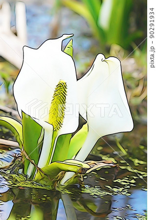 パステル調 ”ミズバショウ” イラストイメージ パステル調 ”ミズバショウ” イラストイメージ 90291934