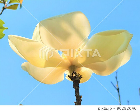 タイサンボクと大輪の花 泰山木 大山木 常緑樹 タイサンボクと大輪の花 泰山木 大山木 常緑樹 90292046