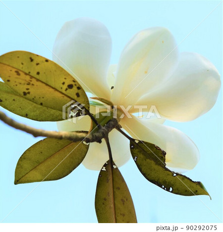 タイサンボクと大輪の花　泰山木　大山木　常緑樹 90292075