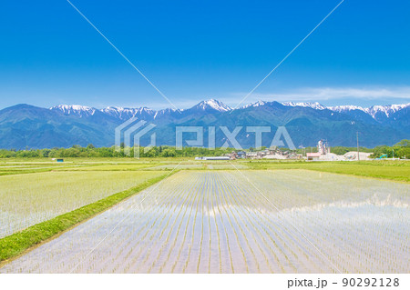 残雪の北アルプスと田園風景 90292128