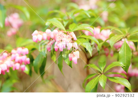 アセビの花 アセビの花 90292532