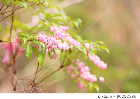 アセビの花 90292536
