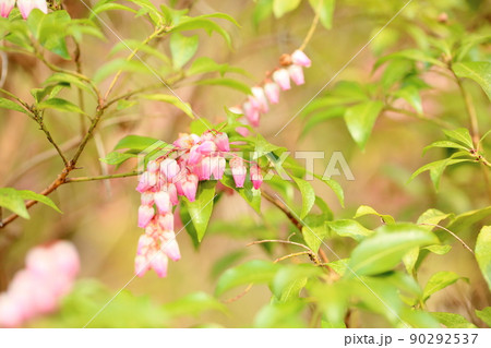 アセビの花 90292537