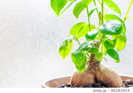 観葉植物のガジュマル 観葉植物のガジュマル 90292654