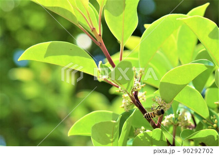 クロガネモチの花に訪花するミツバチ 90292702