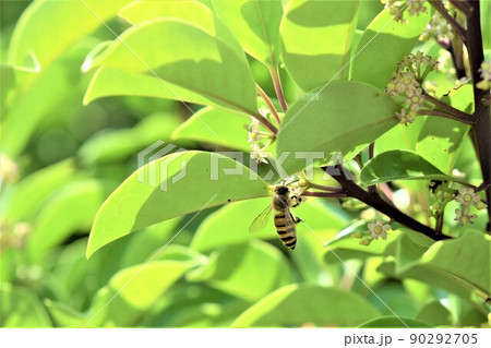 クロガネモチの花に訪花するミツバチ 90292705