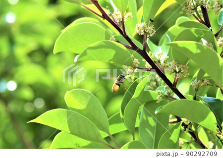 クロガネモチの花に訪花するミツバチ 90292709