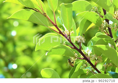 クロガネモチの花に訪花するミツバチ 90292710