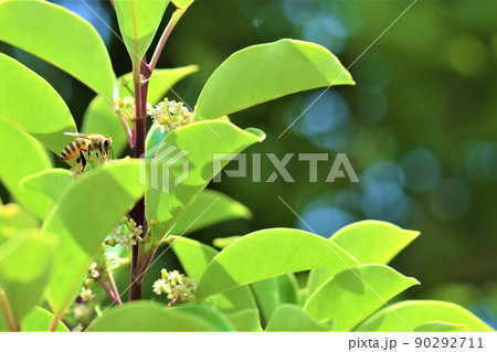 クロガネモチの花に訪花するミツバチ 90292711