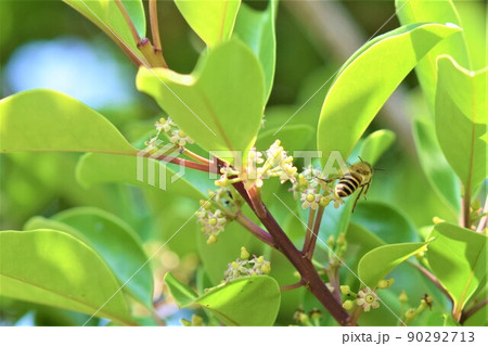 クロガネモチの花に訪花するミツバチ 90292713